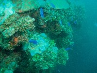 Immature Blue Tangs swim amongst hard and soft coral infesting the hull of the Heian Maru...